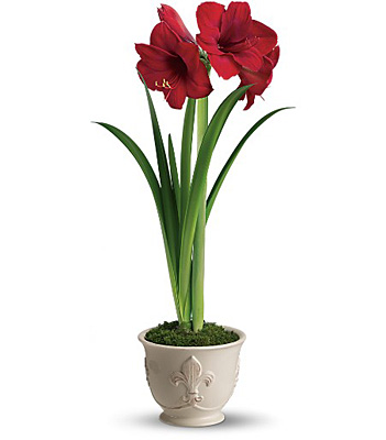 Merry Amaryllis from In Full Bloom in Farmingdale, NY